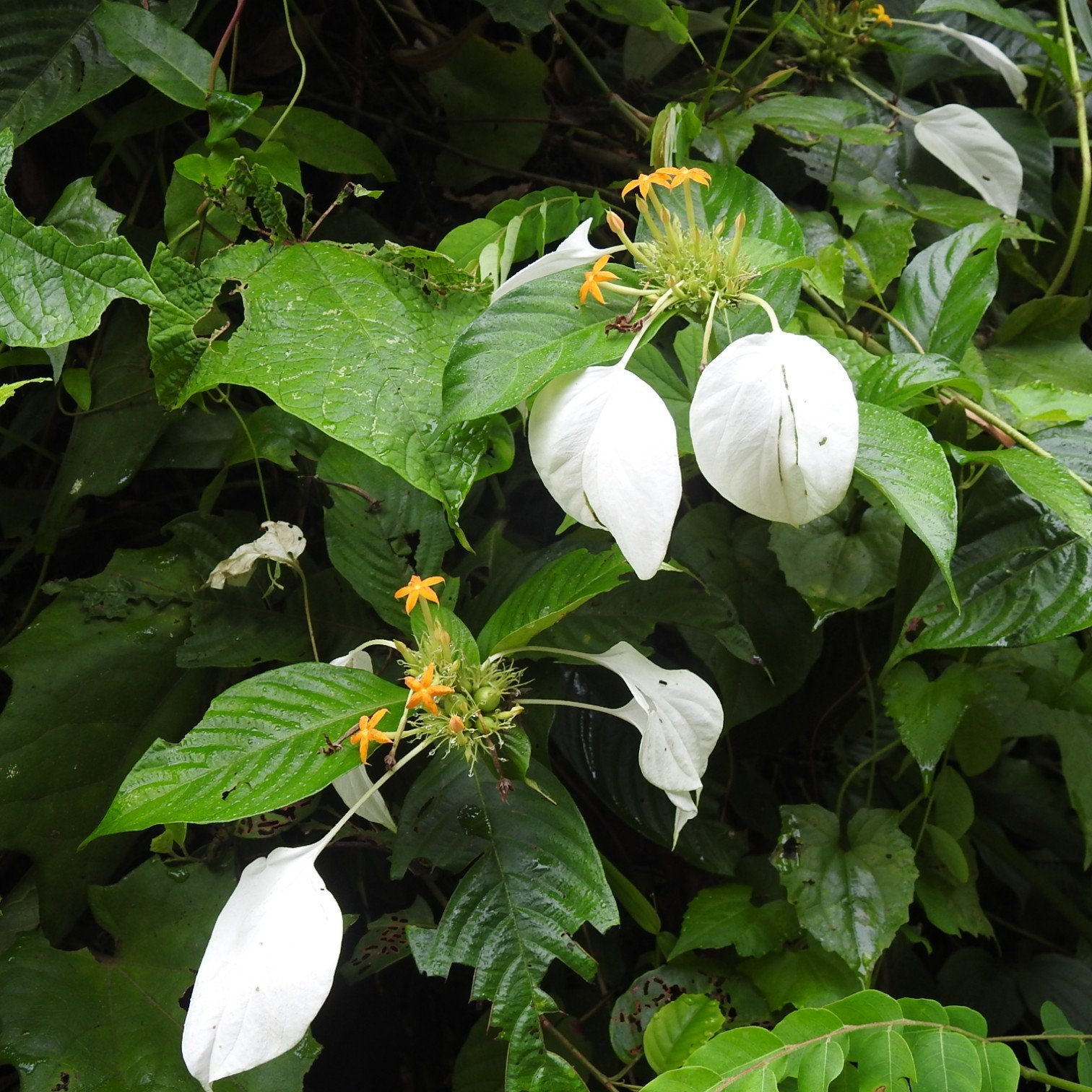 Exotic White Mussaenda Flower (Mussaenda philippica Aurorae )  Live Plant.